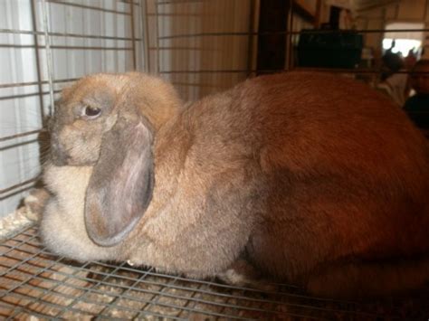 Current Rabbits Cuddle Bunny Rabbitry Specializing In New Zealands