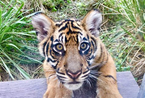 Photos Video Sumatran Baby Tiger Cubs Debut At Disneys Animal
