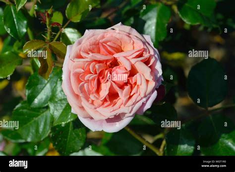 Aloha Rose Hi Res Stock Photography And Images Alamy