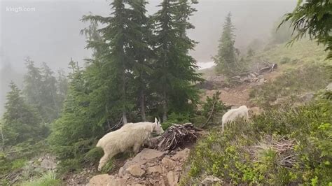 Final Helicopter Removals Of Mountain Goats Underway In The Olympics