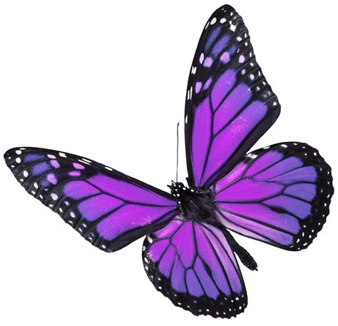 Purple Butterfly PNG roxo butterf | Purple butterfly tattoo, Butterfly png image