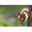 Squirrel HD Wallpaper  Background Image 2048x1365 ID987642