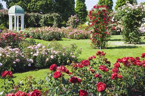 Thinking of incorporating a rose garden into a new garden design? Roses in the garden design - Wilson Rose Garden