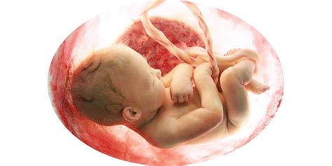 Womb Transplant RateMDs Health News