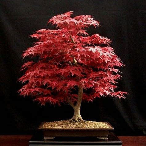 Japanese Maple Acer Palmatum Momiji⠀ By Hans Van Meer Netherlands