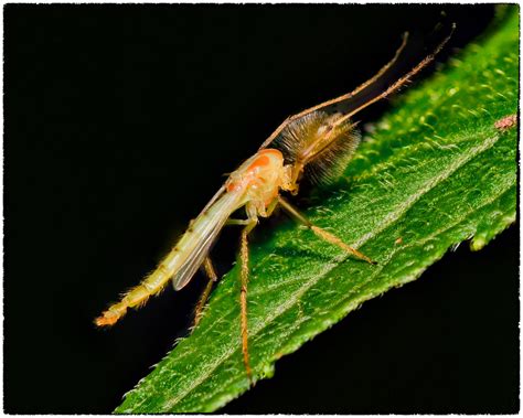 Male Midge Chironomus This Mosquito Like Bug Appeared To Flickr