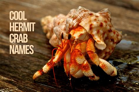 Hermit Crab Names 200 Creative Ideas And Facts Petshoper