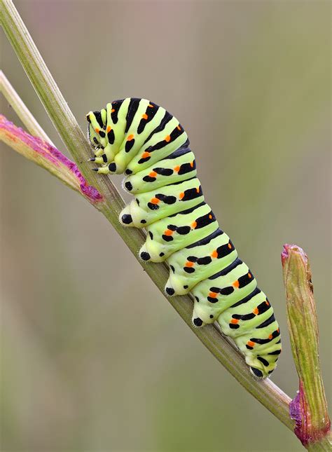 Swallowtail Caterpillar By Julian Dowding Greenwings Wildlife Holidays