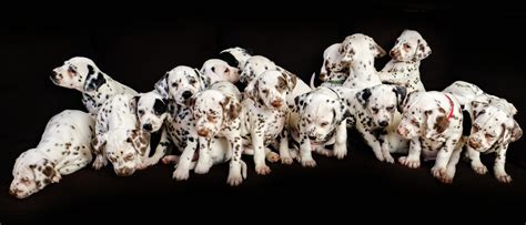 World Record 19 Dalmatian Pups Born In Australia Kidsnews