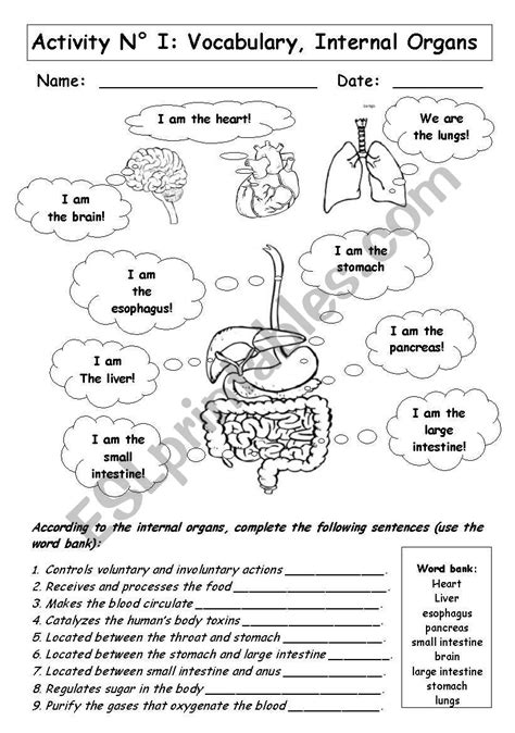 Internal Organs Esl Worksheet By Andresdomingo