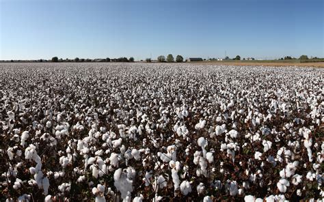 Cotton Field Pictures Wallpaper 1920x1200 29828