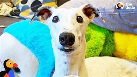 Rescue Greyhounds Wa Rescue Greyhound Is The Cutest Little Diva The