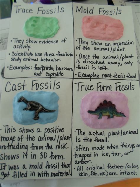 Fossils Worksheet For 3rd Grade