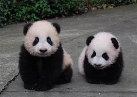 Cute Baby Panda Bears Its Too Bad We Cant Have Pandas