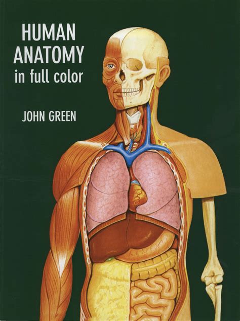 Human Body Structure In Bone