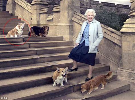 Queen Hit Extremely Hard By The Death Of Her Last Corgi Willow Daily Mail Online