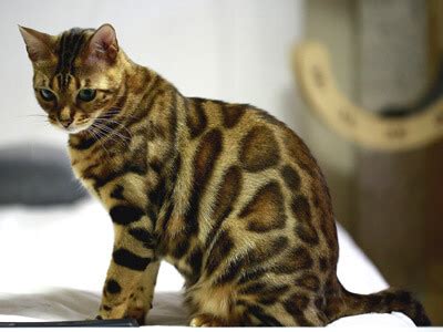 Hypoallergenic cats are those cats producing less allergen, specifically fel d 1 protein, as you could read in what causes allergies to cats? Bengal Cat Hypoallergenic: Do Bengal Cats Shed?
