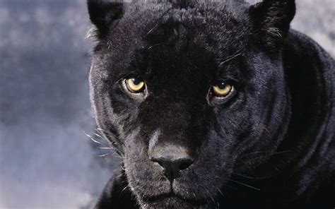 Funny Animal Picture Beautiful Animals Black Panther Hd