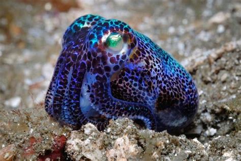 Euprymna Berryi Bobtail Squid Ocean Creatures Sea Creatures Sea