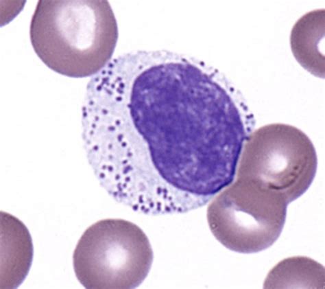 Aaron Goodman “papa Heme” On Twitter Advanced Hematology T Cell