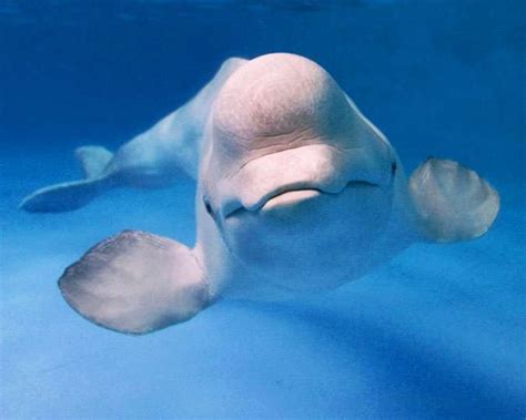 New Study Reveals Belugas Blow Bubbles Based On Mood