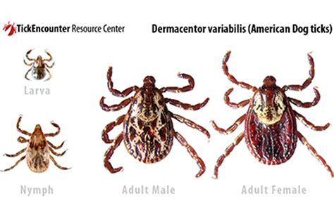 Tick Identification And Information East Hill Veterinary Clinic