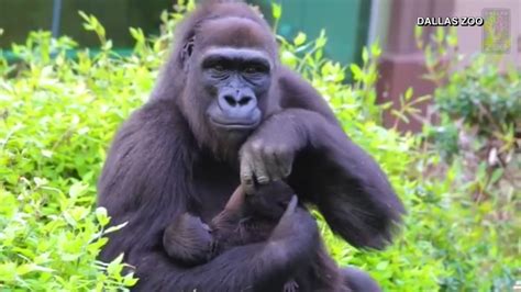 Dallas Zoo Reveals Baby Gorillas Name Gender Nbc 5 Dallas Fort Worth