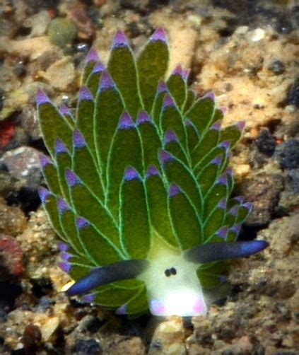 Voice Of Nature Costasiella Kuroshimae A Variety Of Sea Slugs 3