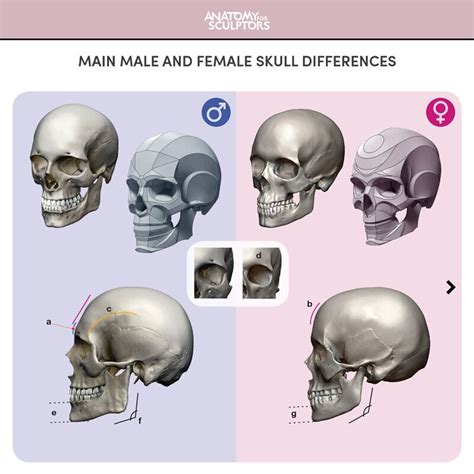 Male And Female Skull Main Differences By Anatomy For Sculptors Skull Anatomy Face Anatomy