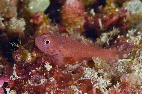 Photo Image Okinawa Pygmy Goby Trimma Okinawae