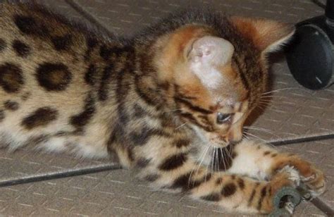 Savannah kittens and old english bulldogge puppies. Baby kittens for Free | Exotic Bengal cats and Gold Bengal ...