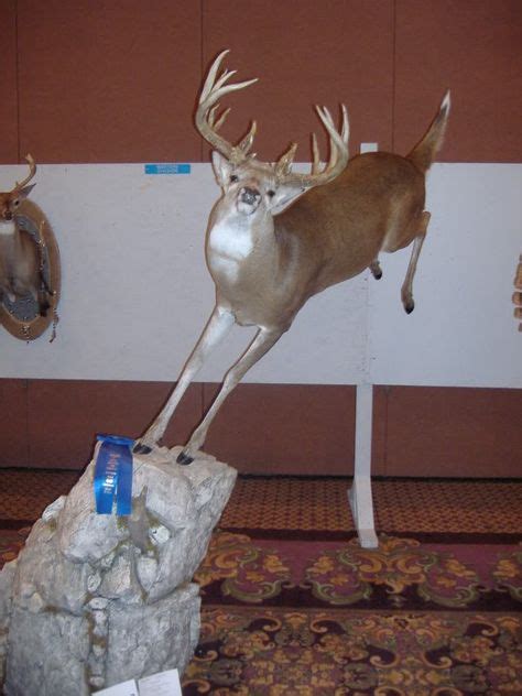 11 Deer Mounts Ideas Deer Mounts Deer Taxidermy