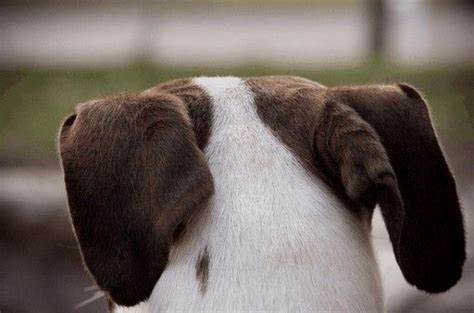 How Dogs Communicate With Their Ears Dog Body Language Dog Body