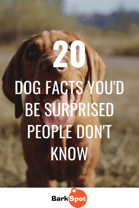 20 Basic Dog Facts Youd Be Surprised People Dont Know