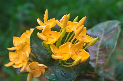 Let's dig deep and understand the difference between traditional process and our process and how are we different. A Stunning List of Jasmine Plant Varieties - Gardenerdy