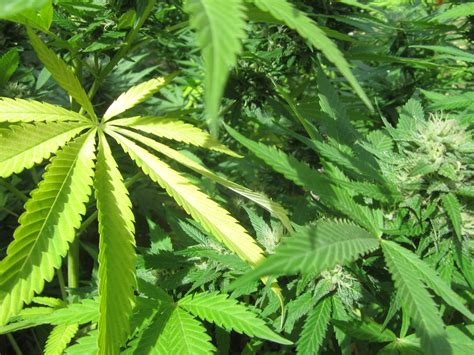 Sign up today to get our free coast to coast magazine digital editions and the enewsletters for coast. Staatliche Agentur für medizinisches Cannabis - Die "Tüte ...