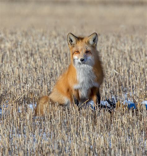 Canada Red Fox On The Prairie
