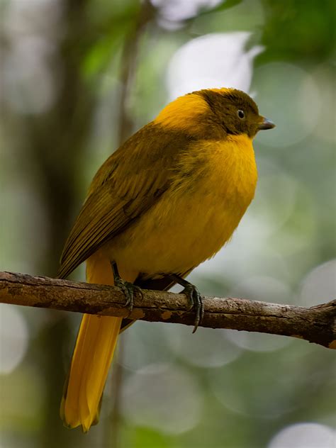 Golden Bowerbird Amblyornis Newtonianus
