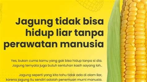 Fakta Unik Tanaman Jagung Yang Perlu Diketahui