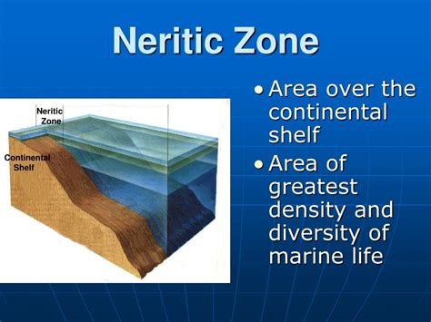 Ppt Ocean Zones Shoreline To Open Ocean Powerpoint Presentation