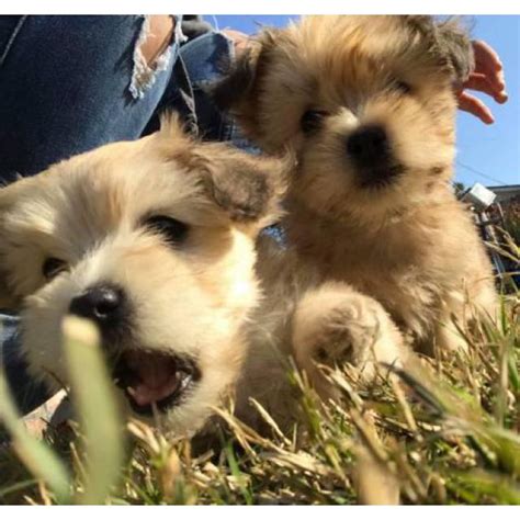 Find a shih tzu on gumtree, the #1 site for dogs & puppies for sale classifieds ads in the uk. 2 boy Maltese shih tzu puppies for sale in Fresno ...