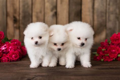 Poma Poo Puppies Pomapoo Puppies For Sale Lancaster Puppies Check