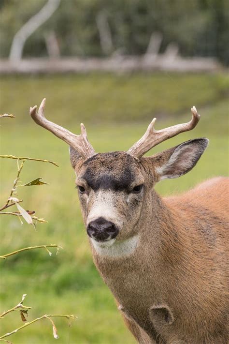 Sitka Blacktail Deer Stock Photos Free And Royalty Free Stock Photos