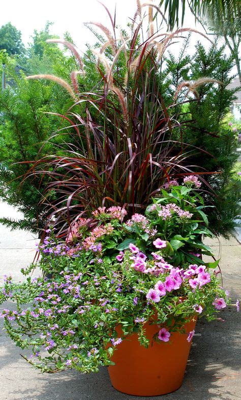 21 Best Purple Fountain Grass In Containers Images Fountain Grass