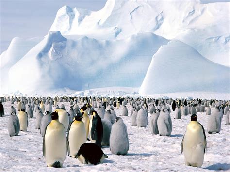 Genesis Nature Blog Arctic And Antarctic Habitats