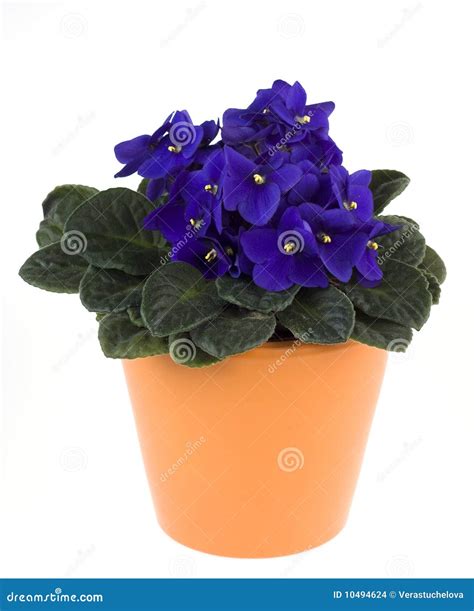African Violet In A Flower Pot Stock Photo Image Of Flora Path 10494624
