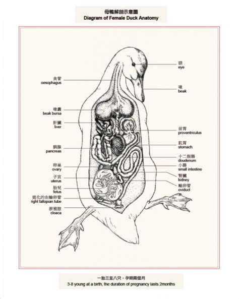 Diagram Of Female Duck Anatomy Art Labor