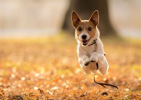 Pet Photography 20 Awesome Examples Animal Photography Dog
