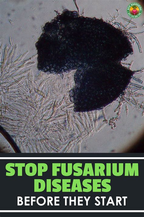 Fusarium Wilt Treatment Control And Prevention Tips