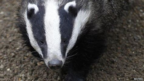Badger Culling Resumes For Second Year Bbc News